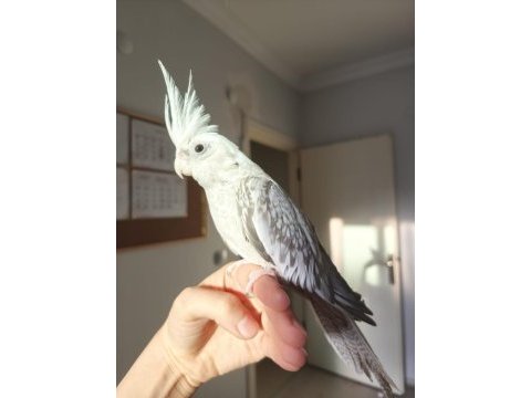 Damızlık dişi whıte face sultan papağanı