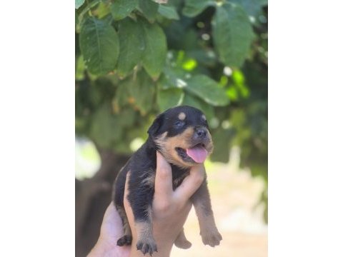 Macar rottweiler yavrular