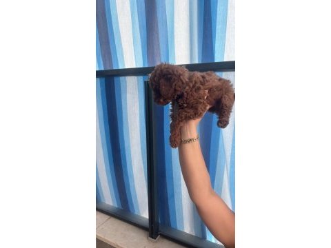 55 günlük toy poodle