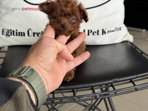 Petmode köpek çiftliğinden tea cup poodle yavrular