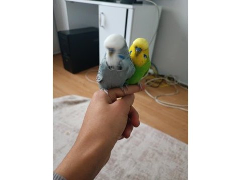 Ele alışkın şov erkek ele yarı alışkın jumbo erkek muhabbet