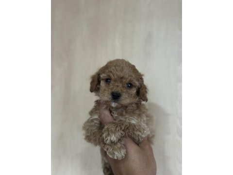 Aşılı ve tuvalet eğitimli maltipoo bebekler