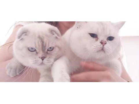 Tombul mavi gözlü beyaz scottish fold yavrular