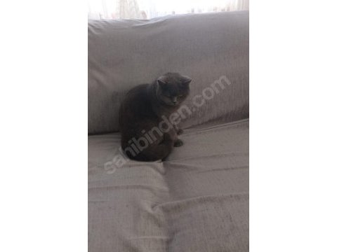 British shorthair kedisi