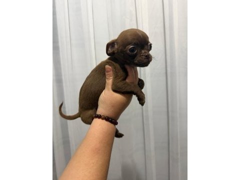 Chihuahua yavrular