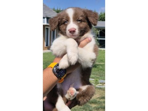 Üstün zekalı akıl küpü siyah ve kahve renk poodle