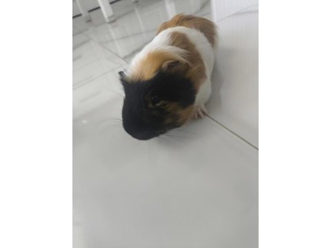Ekim ayı doğumlu ginepig (erkek)