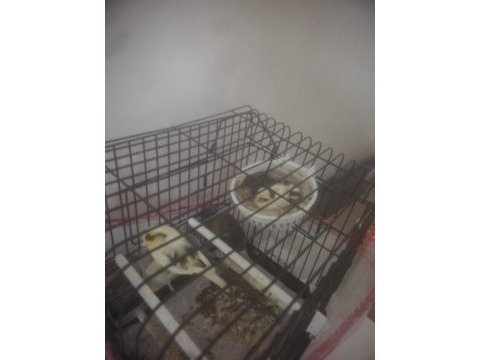 Yumurtalı gloster takım kanarya