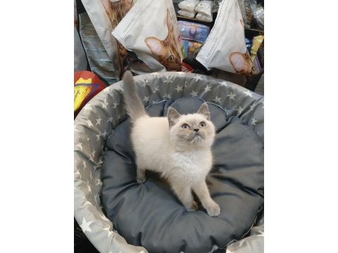 Bebek british shorthair bluepoint