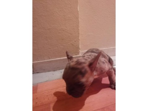 1 dişi ve 1 erkek french bulldog yavru
