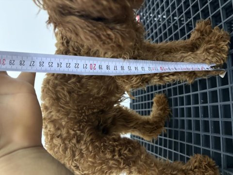 7 aylık dişi teacup poodle