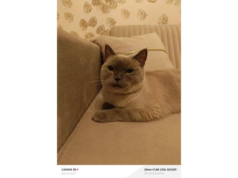 British shorthair çipi ve pasaportu vardır
