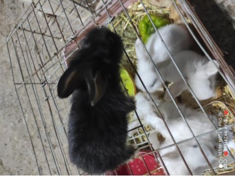 Irk garantili mavi gözlü lop tavşanı