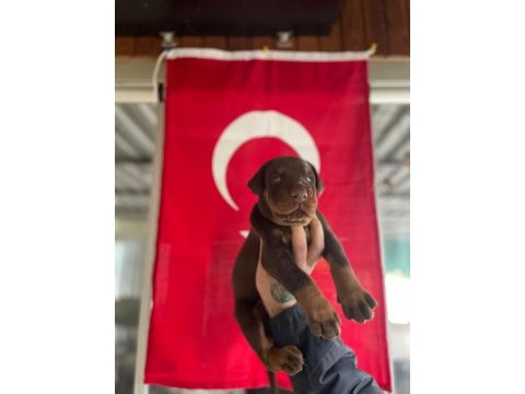 Fcı a şecereli king doberman yavruları