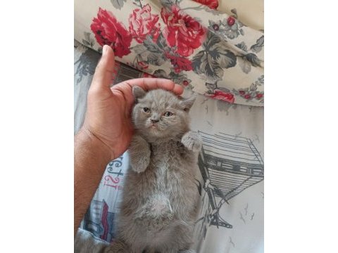2 aylık british shorthair