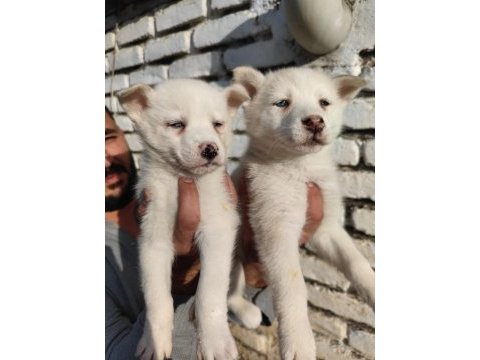 A kalite orijinal husky sibirya yavrular