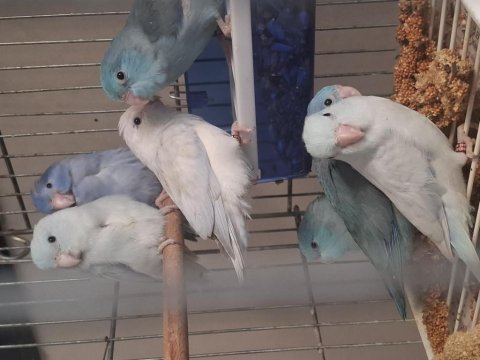Yeme düşen erkek forpus papağanı yavrular
