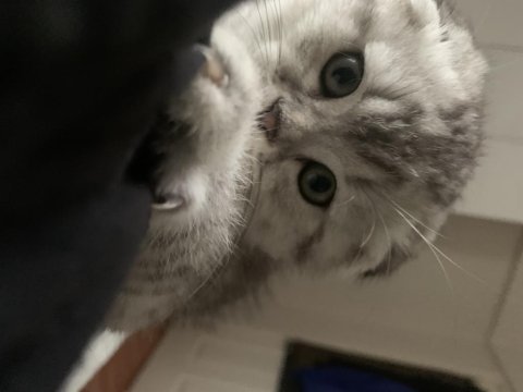 Yavru scottish fold