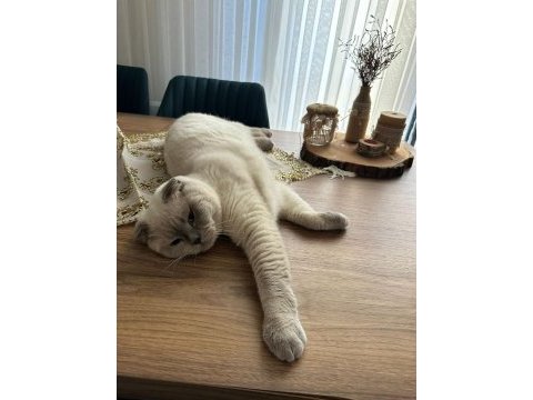 Scottish fold ömürlük yuvasını arıyoruz