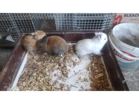 Cüce tavşan yavrusu
