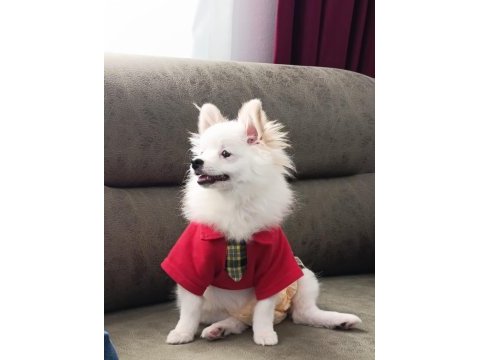 7 aylık dişi pomeranian