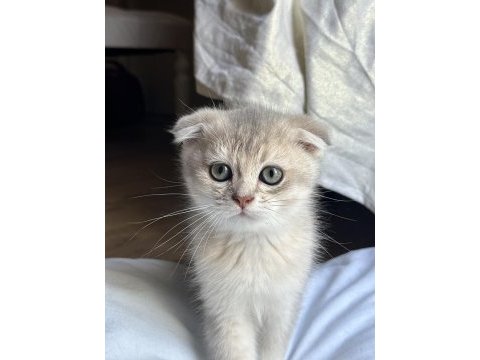 Oyuncu scottish fold kedimize yuva