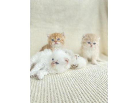 British shorthair ve longhair yavrular