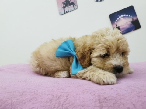 Maltipoo adrese teslim, kapıda ödeme yapabilirsiniz