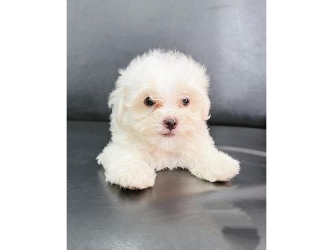 Irk garantili terrier yavruları