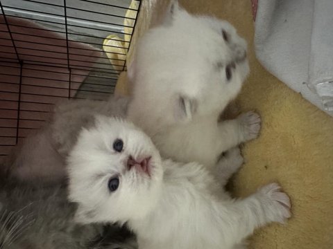 Scottish fold tontişlerim