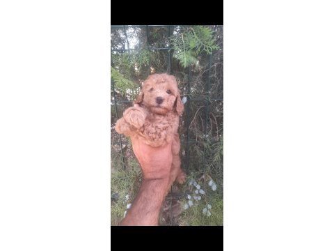 Muhteşem toy poodle yavrularımız istanbul