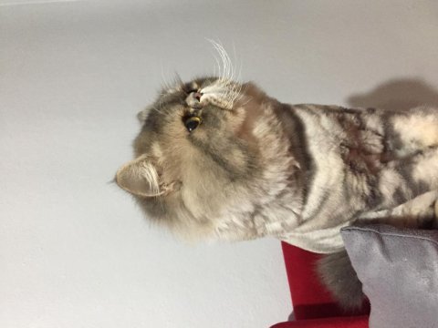 Çiftleştirme chinchilla 11 aylık erkek