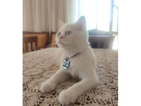 İran exotic dişi
