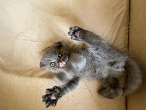 45 günlük scottish fold
