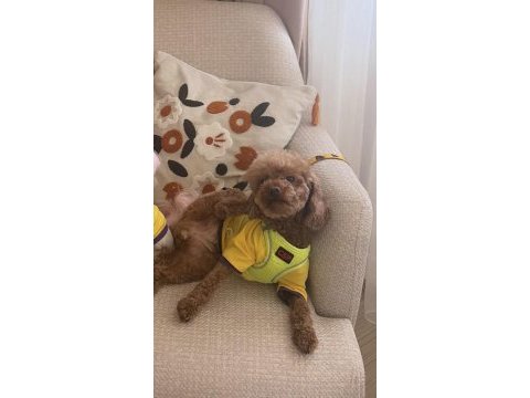 Poodle kızımız