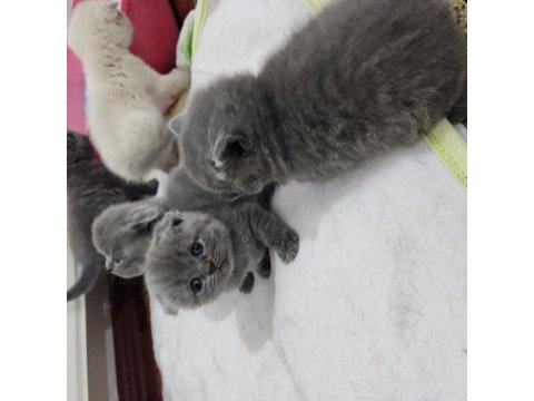 Müthiş güzellikte ev ortamından scottish fold