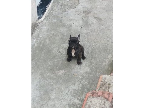 Siyah sevimli french bulldog bebekler