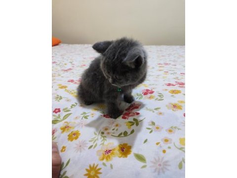 2 aylık erkek british shorthair