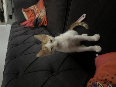 Sevgi yumağı kedimiz