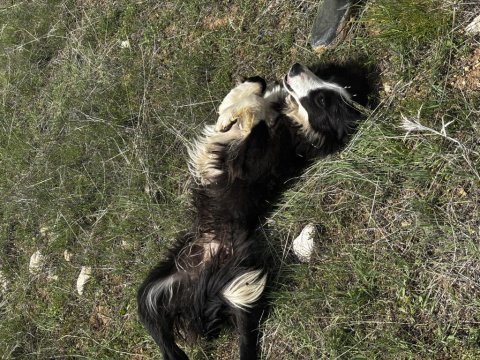 1 yaşında dişi border collie