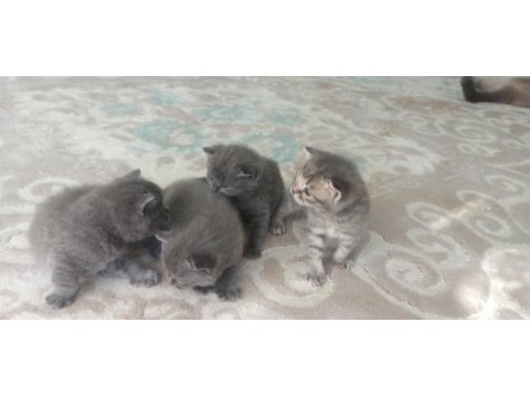 Ücretli sahiplenme british shorthair