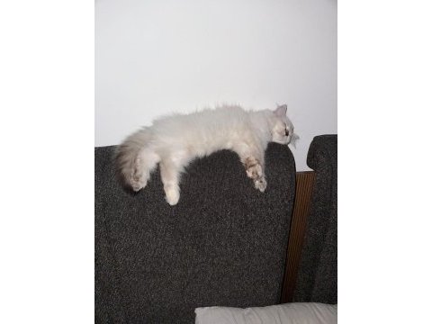 British longhair