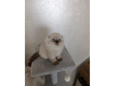 2 aylık kuru mamaya geçmiş scottish fold