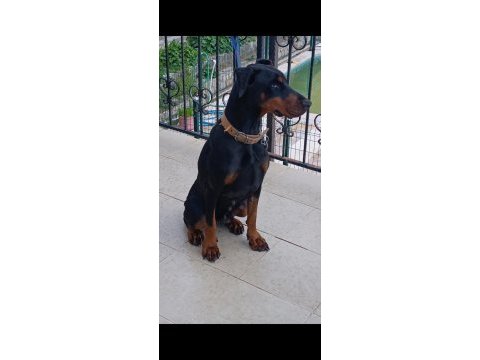 Yetişkin kaliteli doberman