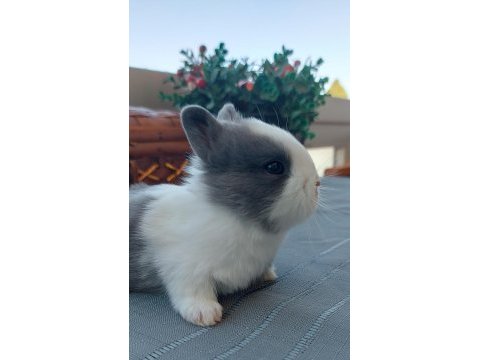 Safkan cüce cinsi yavru tavşanlar