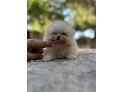 Sağlık ve ırk garantili buram buram kalite köpekler