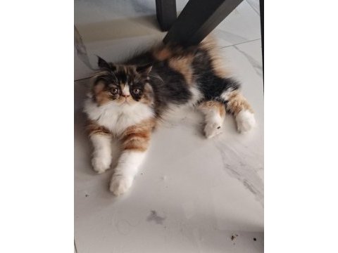 Son dişi iran kedisi bebiş