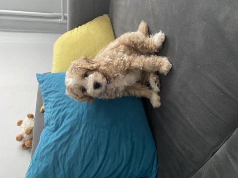 Yakışıklı oğlumuz maltipoo