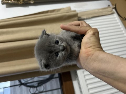British ve scottish kedi yavruları
