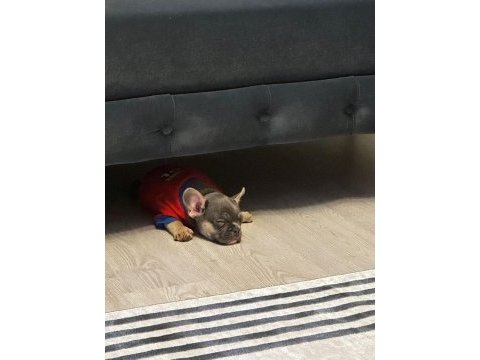 2 aylık french bulldog tri colour çiş eğitimli